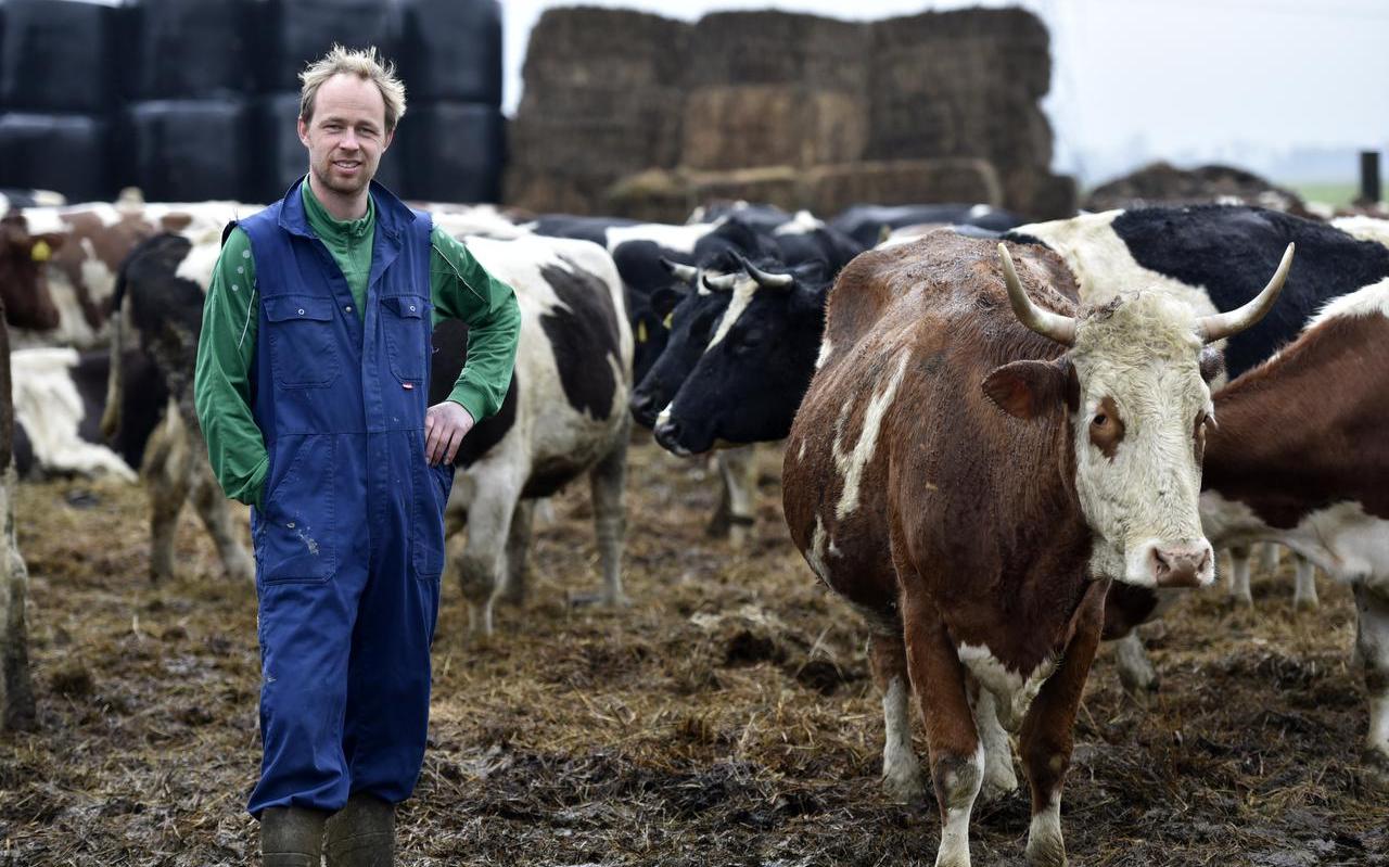 Jaring Brunia met zijn koeien in Raerd. Jaring Brunia met zijn koeien in Raerd.