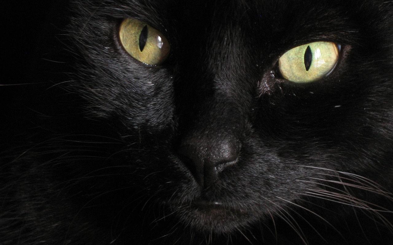 Zwarte kat.
Zwarte kat.
