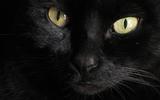 Zwarte kat. 
