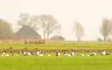 Een groep van zo'n 450 Grutto 's is reeds neergestreken in het weidevogelgebied Skrok nabij Wommels.