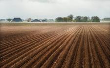 Als het hogere grondwater te zout wordt, komt de landbouw in de problemen. Aardappelen, zoals hier bij de Oudebildtdijk, kunnen bijvoorbeeld niet veel zout verdragen.