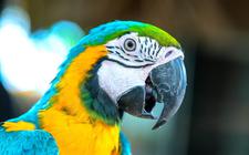 Het aantal meldingen van de papegaaienziekte (psittacose) is vorig jaar flink hoger uitgekomen dan in de twee jaar daarvoor.