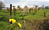Koeien in een weiland bij Gersloot, waar het onderzoek in de regio plaatsvond.  Foto: Marchje Andringa