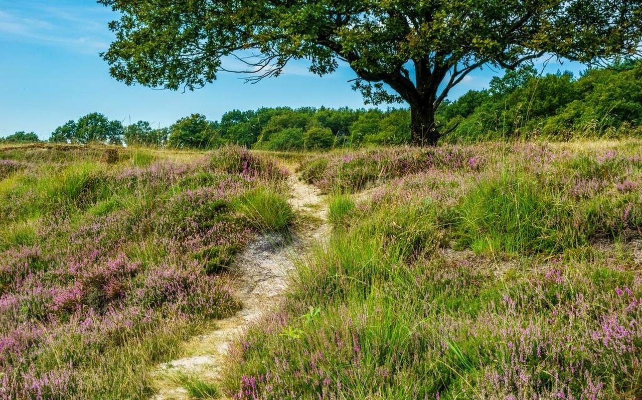 Auke van der Woud: ,,Het Nederlandse landschap toont van oudsher een enorme verscheidenheid, we moeten de regionale karakteristieken en mogelijkheden goed in de gaten houden en zo mogelijk versterken.”