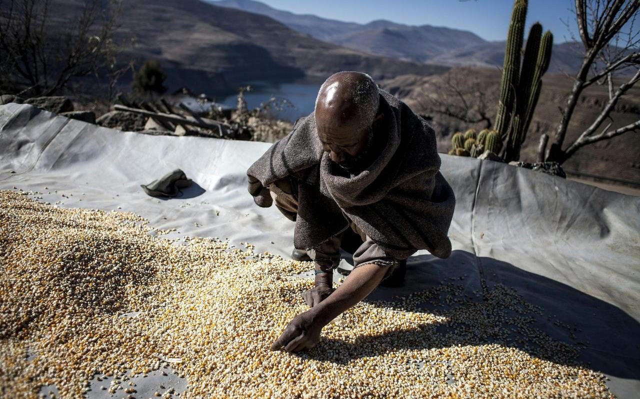 Een Afrikaanse boer sorteert zijn geoogste graan. In het landbouwprogramma AGRA worden boeren gezien als consument van de zaden en diensten die het programma en zijn partnerbedrijven aanbieden.