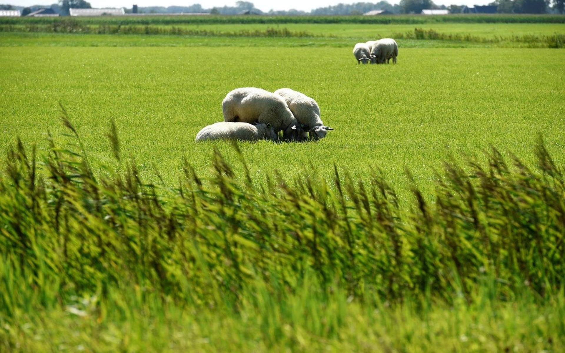 Hitte betekent 'code rood' voor schapen in weiland - Friesch Dagblad