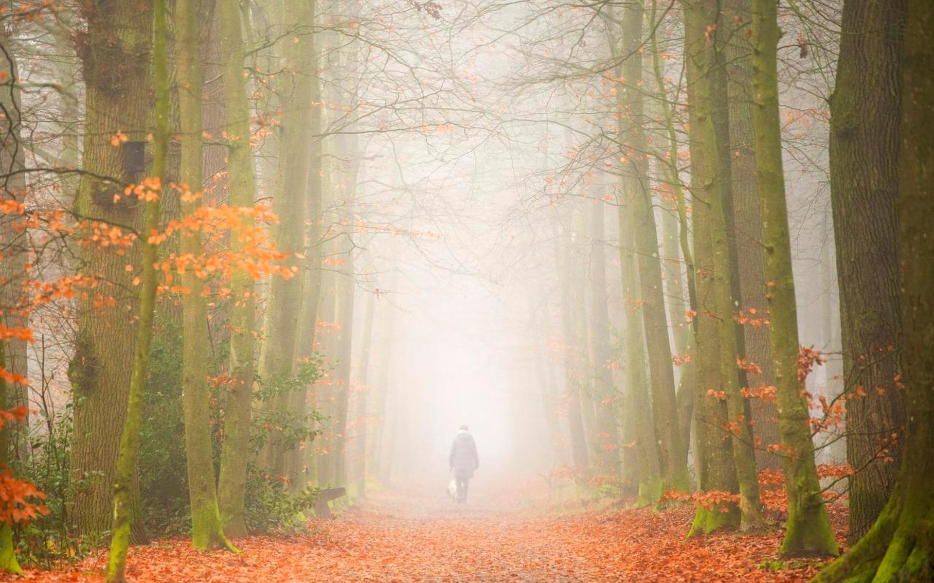 December was erg zacht, zeer zonnig en iets te droog - Friesch Dagblad
