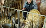Pieter Jan Visser uit Westergeest fokt schapen.