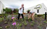 Kok Albert Kooy met tuinontwerper Lennart Woelinga plukken de plant bijvoet in de tuin van Wannee.