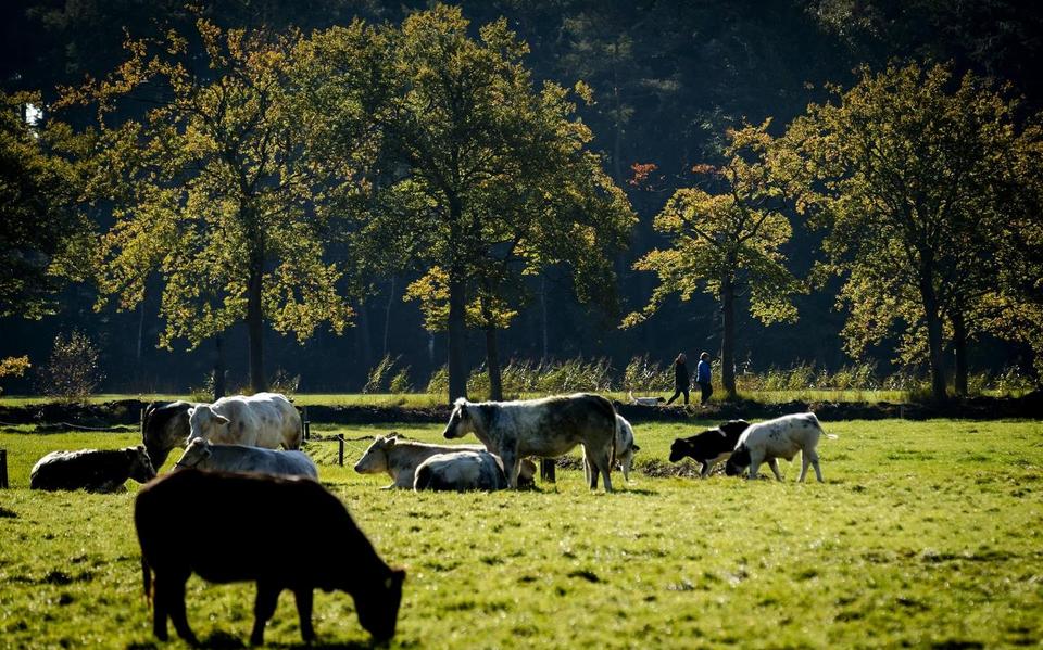 Met een biodiversiteitsfonds moet natuurinclusieve landbouw makkelijker worden. Foto: ANP