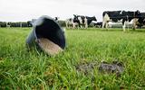 Melkveehouders die gangbaar boeren, stellen de beslissing om om te schakelen naar een biologische bedrijfsvoering vaker uit.