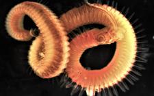 De nieuwe exotische worm polydora websteri.