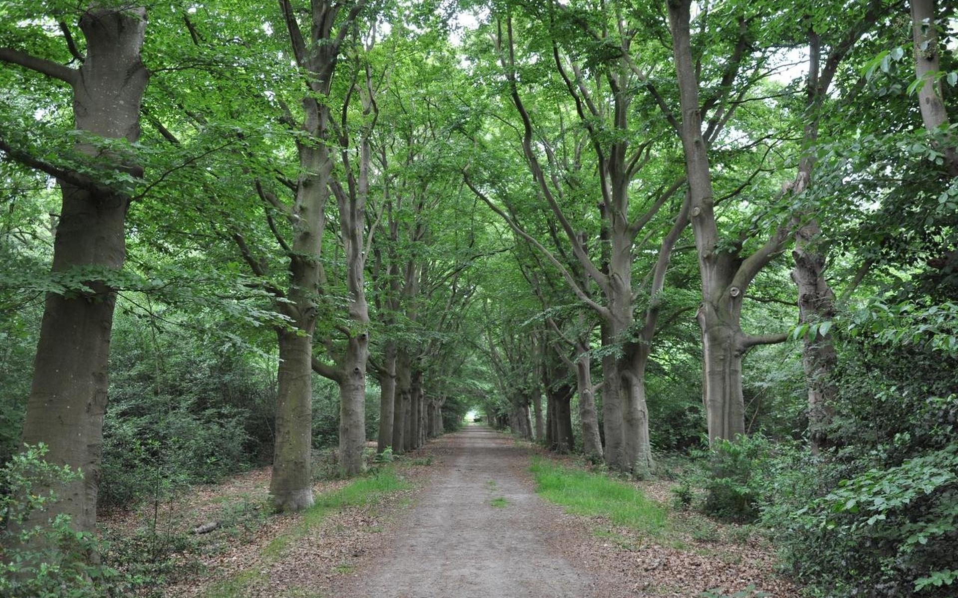 Friese kuiers: Een botervloot door de Gaasterlandse bossen - Friesch Dagblad