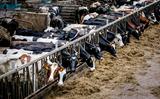 Veel transitiesubsidie gaat naar bedrijven die de gangbare landbouw in stand houden, zo klinkt kritiek in de Staten.