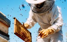 De bijensterfte in Virginia is beangstigend. De afgelopen twee jaren kwam 30 procent van alle bijenvolken niet door de winter, en in 2017-2018 ging zelfs 60 procent dood