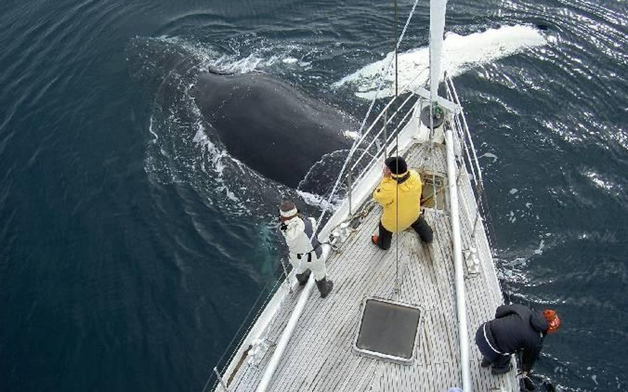 Een walvis duikt onder de boot door.
