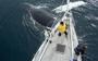 Een walvis duikt onder de boot door.