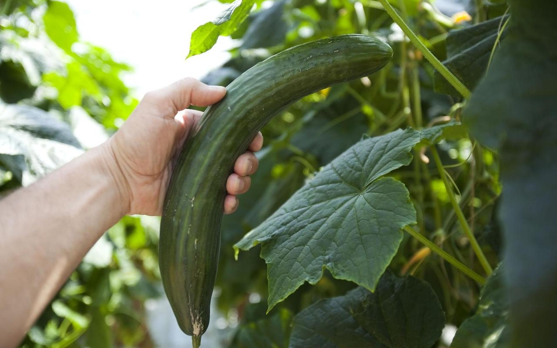 Met project Verspillingsmarkt wil Theo Jansma voorkomen dat eten op vuilnisbelt verdwijnt - Friesch 