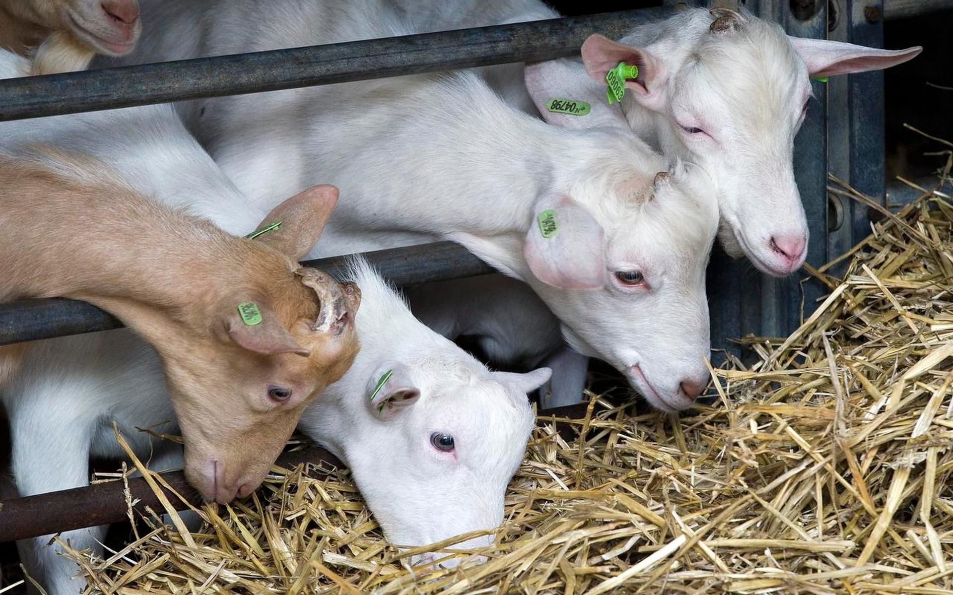 Friese Staten Schieten Verlenging Geitenstop Af Friesch Dagblad