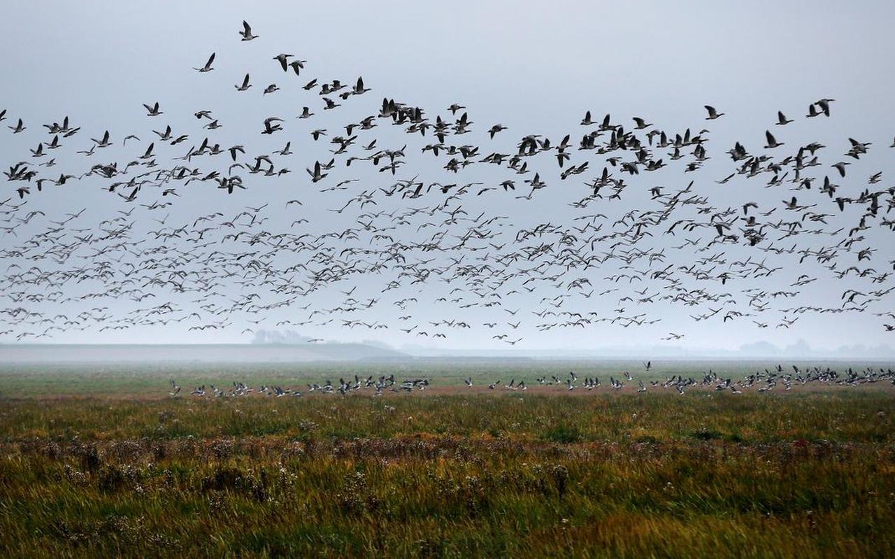 Gazen bij Koehool. De klimaatverandering heeft grote gevolgen voor het Waddengebied als essentiële pleisterplaats langs de Noord-Atlantische vogeltrek.