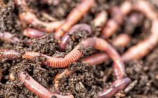 De regenworm vervult een hele belangrijke rol bij het vruchtbaar houden van de bodem.