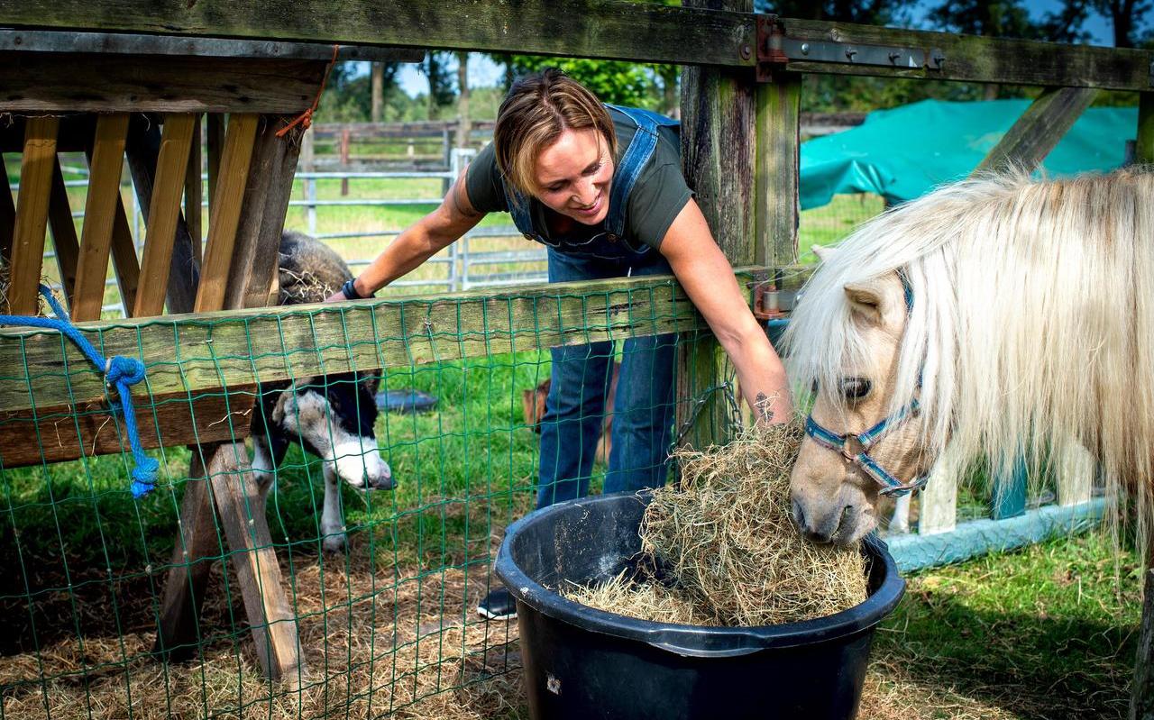 Hanneke Mol verzorgt een pony op de boerderij van dierentehuis De Achtste Hemel