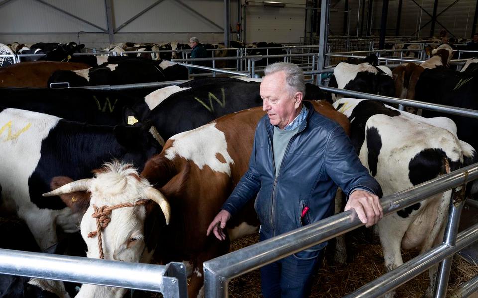 Andries Kingma gisteren bij vee op het nieuwe veemarktterrein.