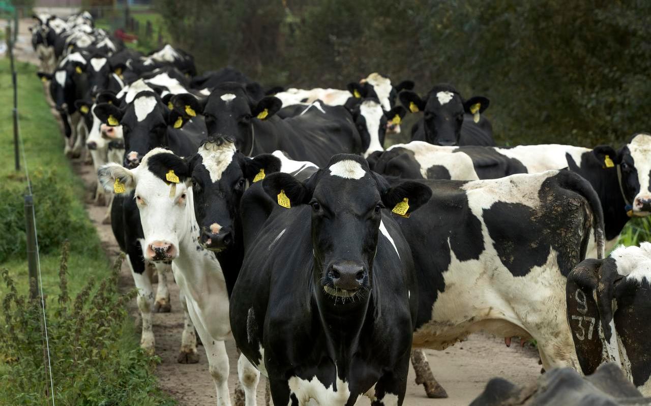 Koeien lopen in het zomerseizoen naar de wei. Fryslân geeft weer stikstofvergunningen af zodra duidelijk is dat boeren vergunningvrij hun vee kunnen weiden en mest kunnen uitrijden.