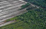 Regenwoud in Kalimantan op Borneo wordt gekapt om plaats te maken voor de teelt van palmolie.