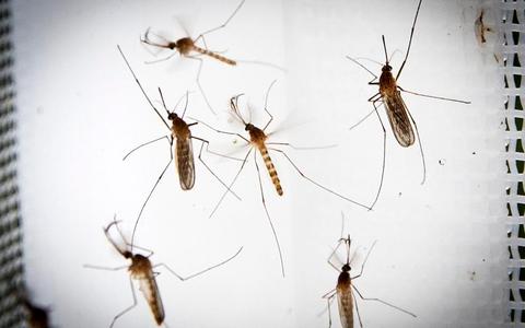 Bij warme nachten worden muggen actiever.