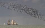 Een groep wadvogels boven de Waddenzee. 