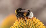 Wilde bestuivers, zoals hommels en wilde bijen, blijken nog belangrijker te zijn voor de opbrengst van een perceel dan eerder werd aangenomen.