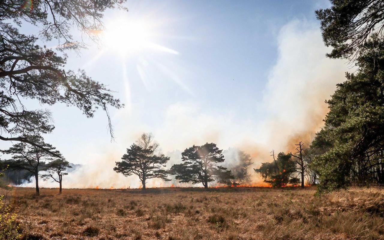 In het Mensingebos in Drenthe woedde afgelopen weekend een natuurbrand. In april is het risico op bos- en heidebranden groot, omdat de sapstromen in de vegetatie nog niet geheel op gang is.