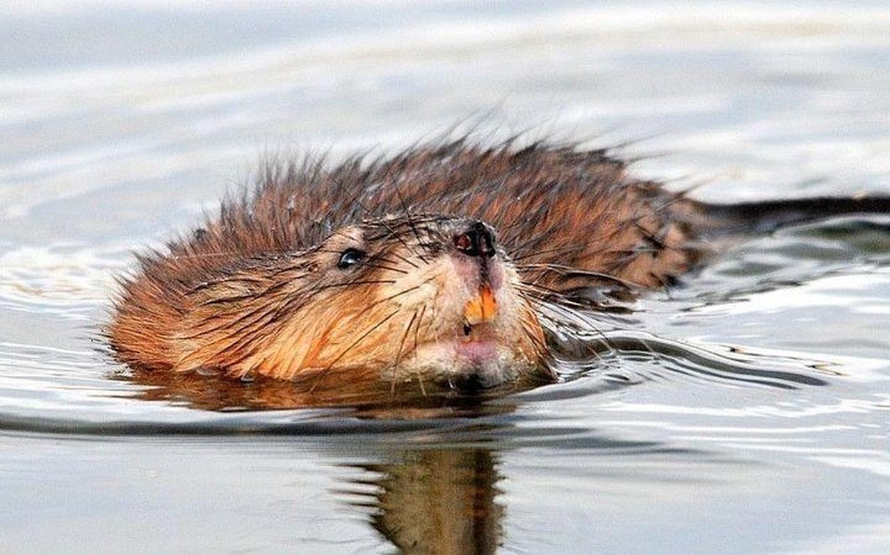Muskusrat.