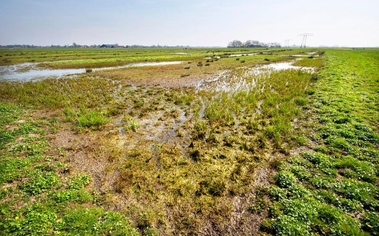 Van een plasdrasgebied in een weiland profiteren weidevogels.