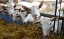 De vee-industrie vormt een groot risico voor de (wereldwijde) volksgezondheid, zoals ook door meerdere vooraanstaande (Nederlandse) virologen wordt aangegeven.