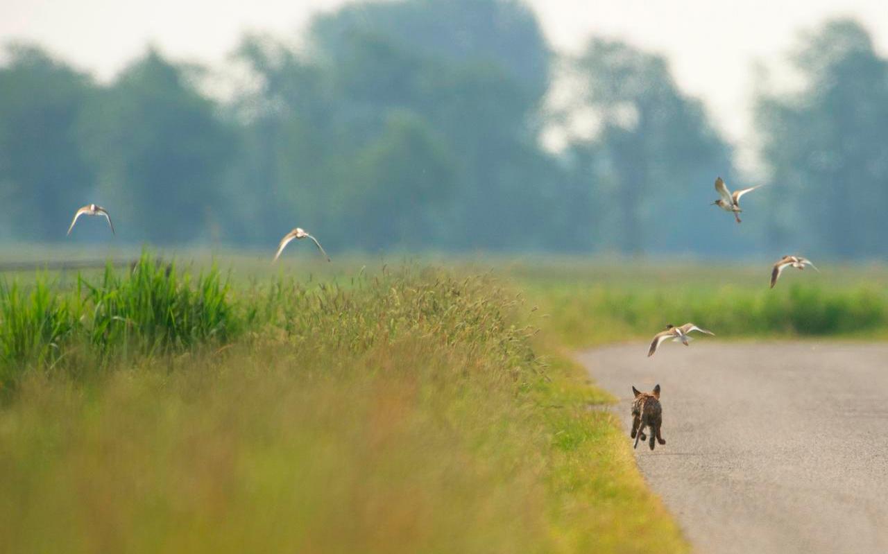 Weidevogels verjagen een jonge vos uit hun broedgebied in de Surhuzemer Mieden bij Augustinusga, afgelopen voorjaar.