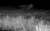 In de nacht van dinsdag op woensdag maakte It Fryske Gea met een pas opgehangen nachtcamera dit beeld van een wolf in De Alde Feanen.
