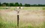 Grutto in een weiland. Vogels kunnen zich slechts beperkt aanpassen aan hoe wij de wereld inrichten.