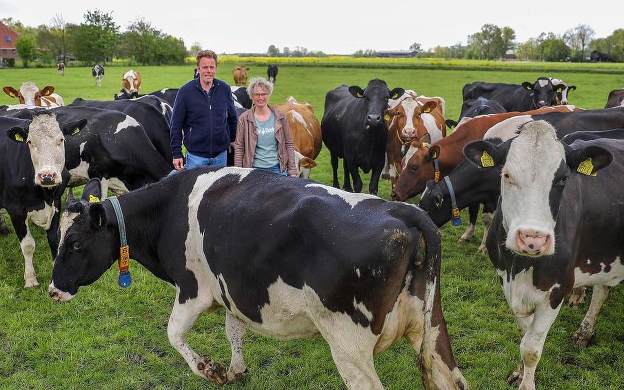 Sybrand en Jolanda Bouma tussen de koeien op hun biologisch melkveehouderijbedrijf.