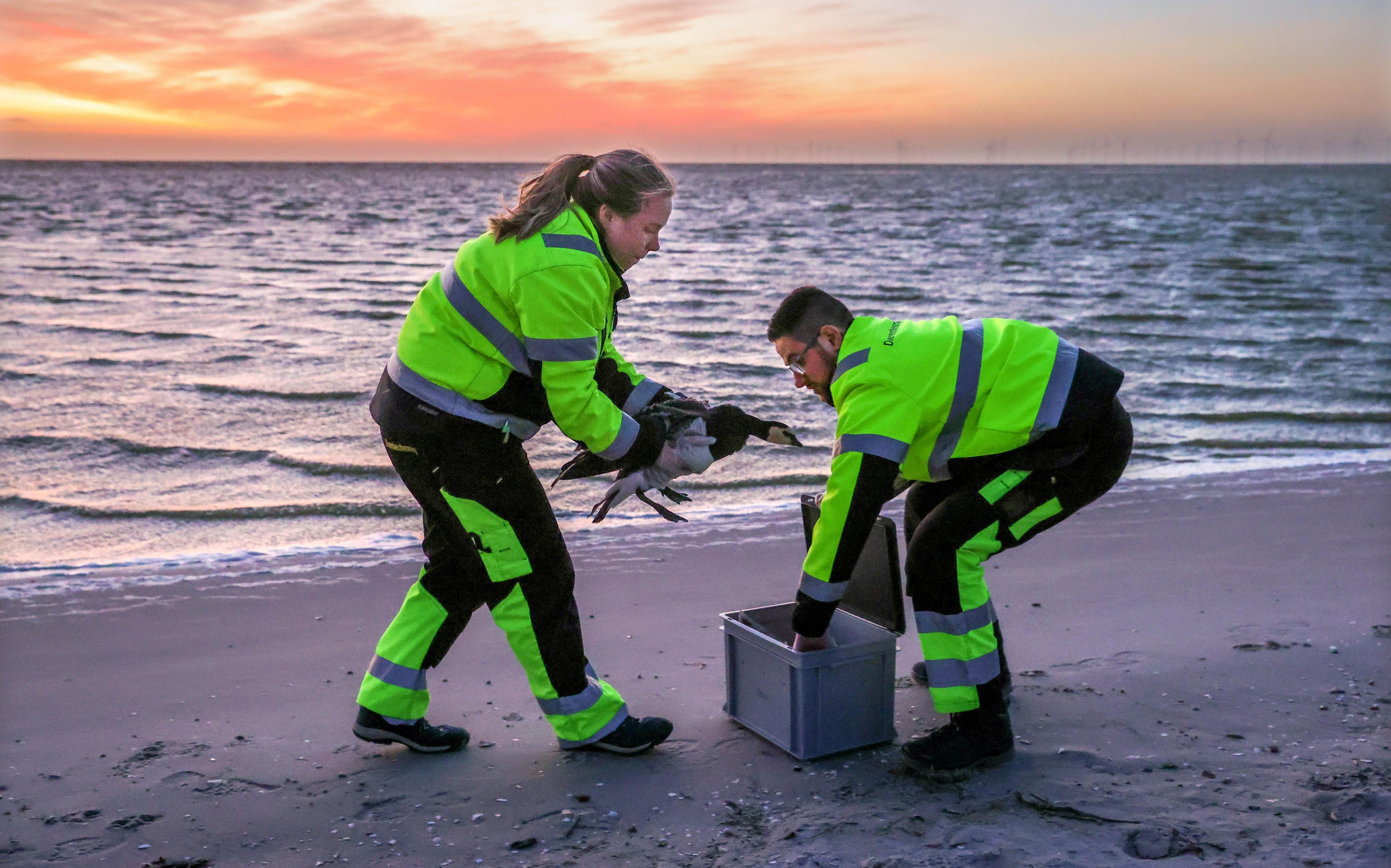 Charlotte Betten en Tom Beuker van de dierenambulance in actie op het strand bij Workum. Charlotte Betten en Tom Beuker van de dierenambulance in actie op het strand bij Workum.