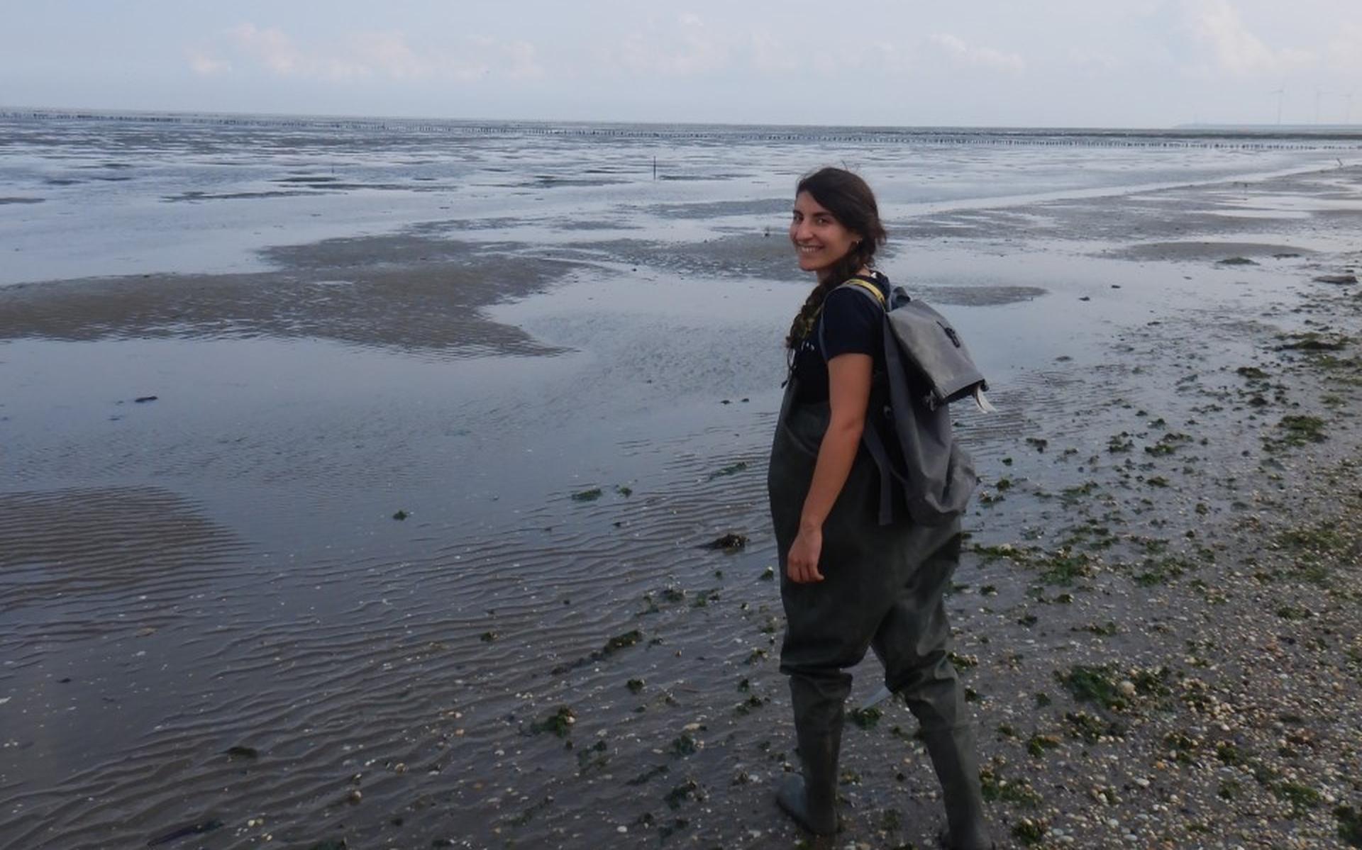 Kwelders maken dijken veiliger en helpen zo de kusten te beschermen - Friesch Dagblad