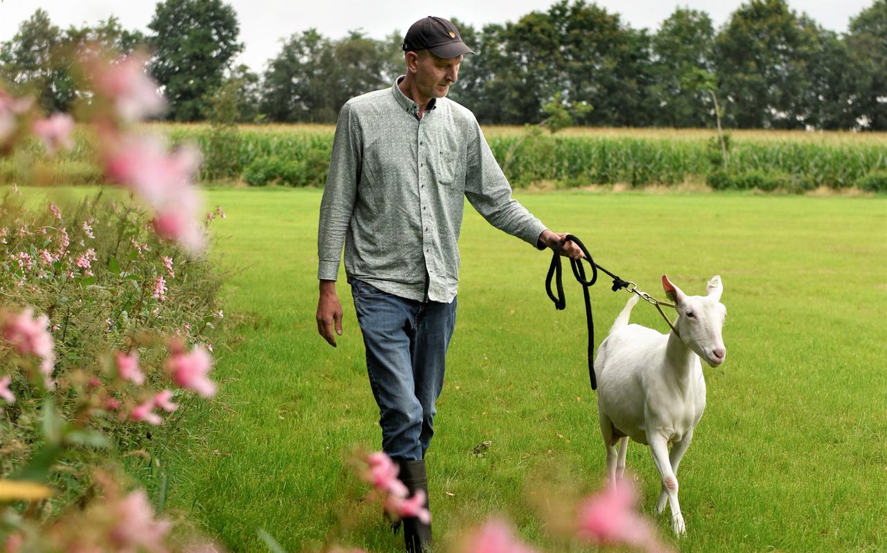 Anne Joustra leert zijn witte geiten aan de lijn lopen voor de keuring. 
