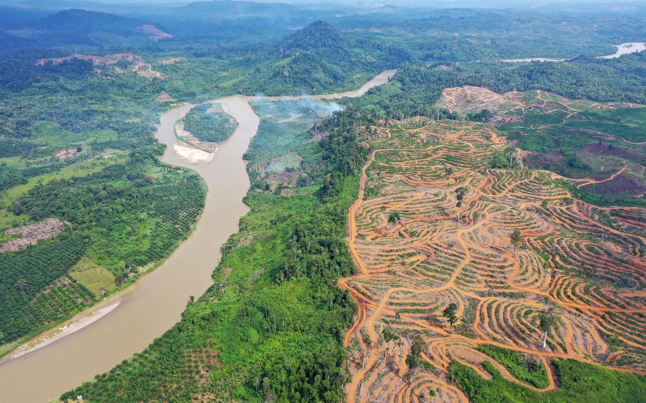 Op deze luchtfoto is rechts duidelijk een palmolieplantage te zien met daarnaast ongerept regenwoud. 