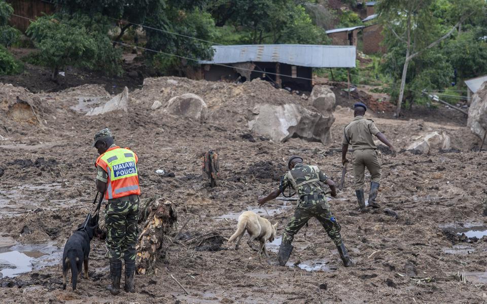 Na de schade door de tropische cycloon Freddy is in Malawi met honden gezocht naar overlevenden. 