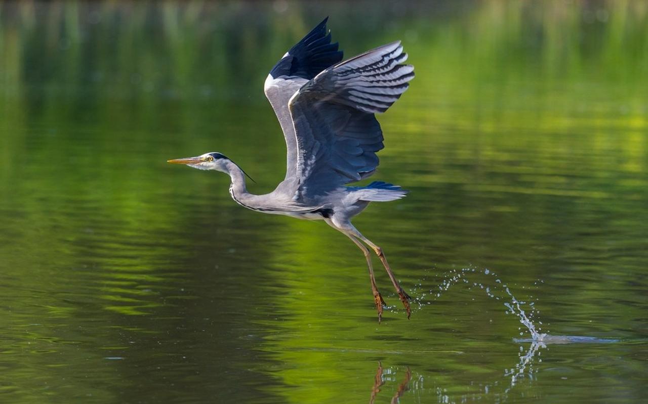 Een blauwe reiger begint aan zijn vlucht. Een blauwe reiger begint aan zijn vlucht.