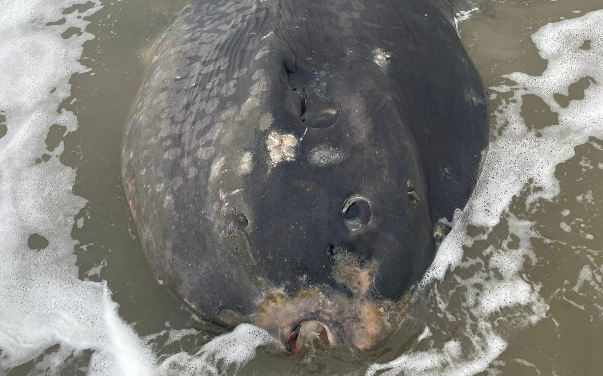 Naturalis zet de maanvis op die in de winter op het strand van Ameland aanspoelde. Lees hier hoe ze 