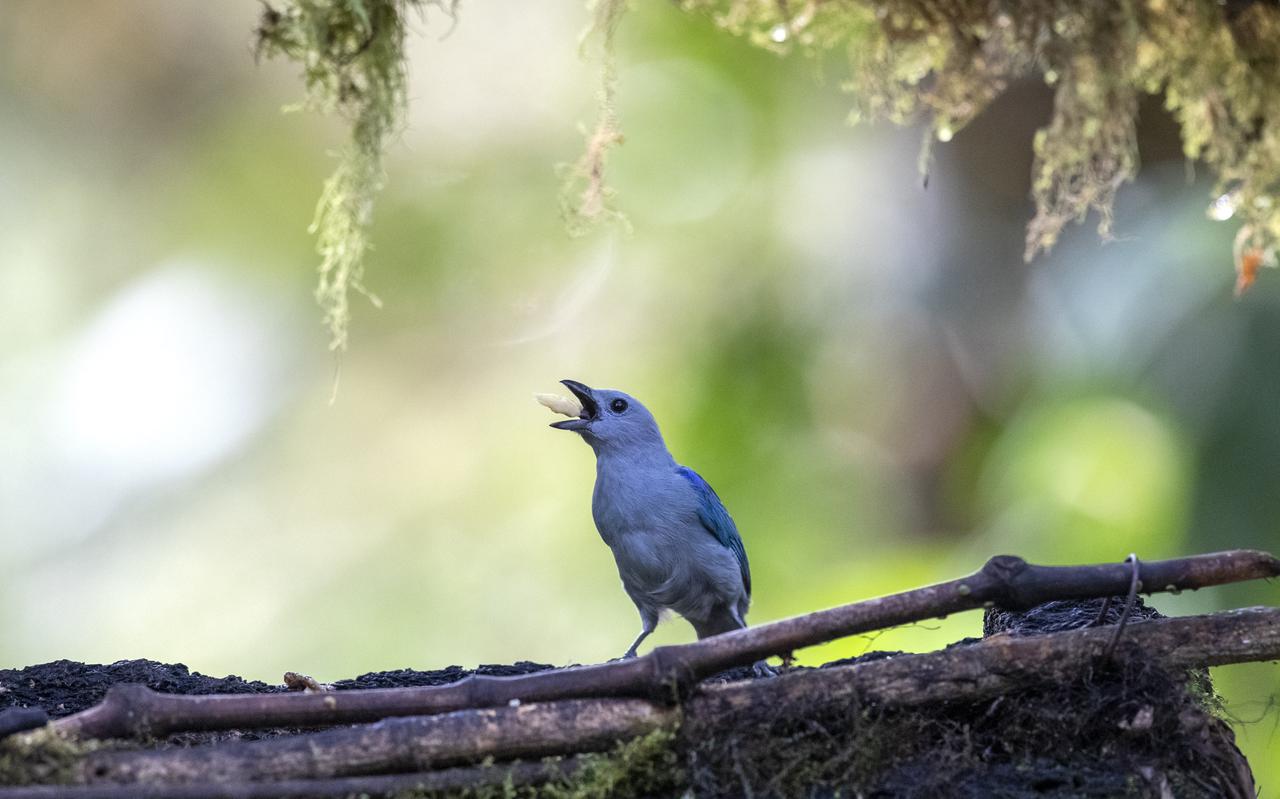 Een vogel uit de tangarenfamilie in Choco Andino de Pichincha in Ecuador. Zijn leefgebied is sinds 2018 een Unesco-reservaat. 