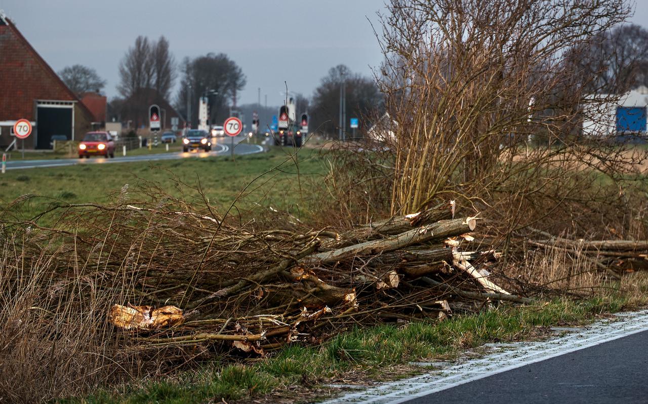 De gekapte bomen aan de Van Panhuijsweg, parallel aan de N359 bij Tjerkwerd.