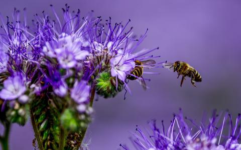 Honingbijen op phacelia. 